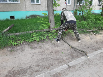 Распил старых упавших деревьев на Гиганте по адресам: Беркино 7 и Беркино 34