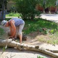 Спилили аварийное дерево по порубочному листу